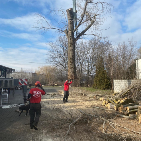 Fakivágás Székesfehérvár