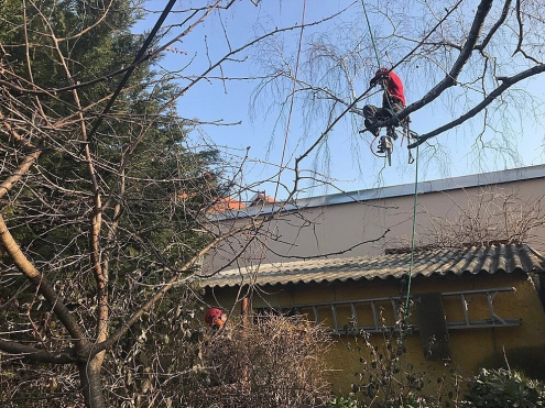 Fakivágás Székesfehérvár - Axensaw