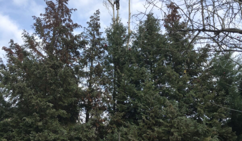 Fakivágás Veszprém(1)