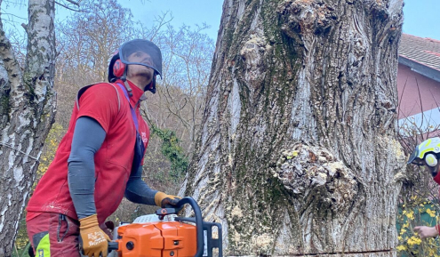 Fakivágás Veszprém(2)