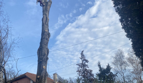 Fakivágás Veszprém(1)