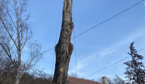 Fakivágás Veszprém(4)