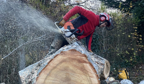 Fakivágás Veszprém(5)