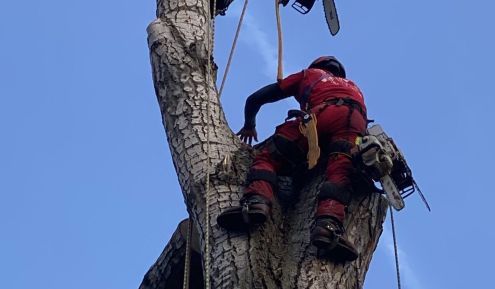 Fakivágás Veszprém(6)