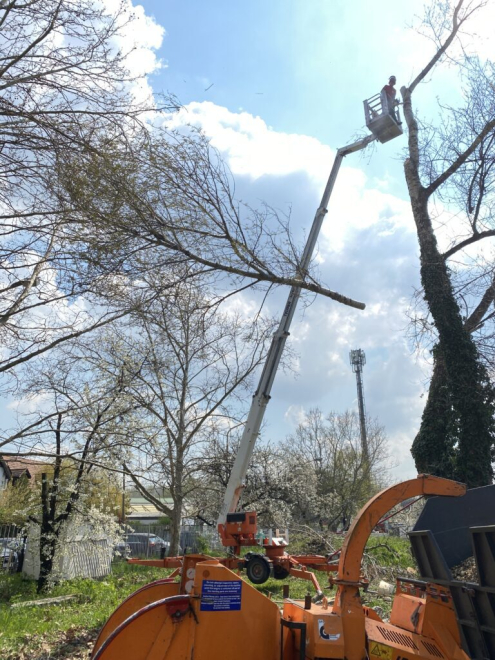 Fakivágás zöldhulladék elszállítással