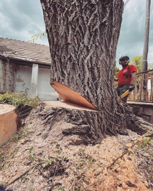 Favágás Alcsútdoboz