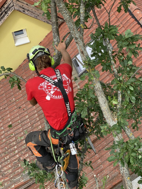 Favágás Budapest 2. kerület