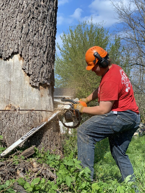 Favágás Tatabánya