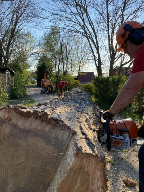 Favágó Tatabánya