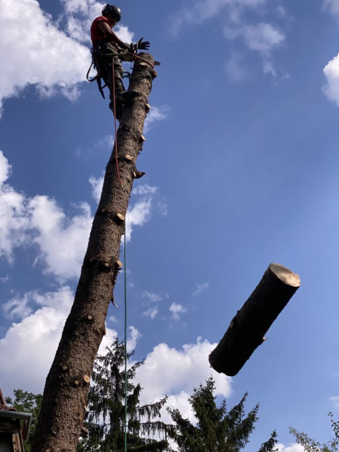 Fenyőfa kivágás 14. kerület