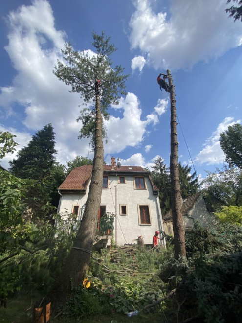 Fenyőfa kivágás Zugló