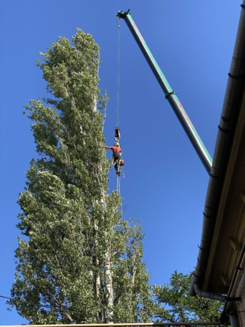 Gallyaprítás Csepelen