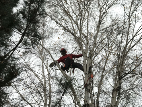 Gallyazás árak Érd