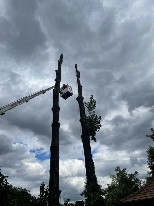 Fakivágás Dömsödön