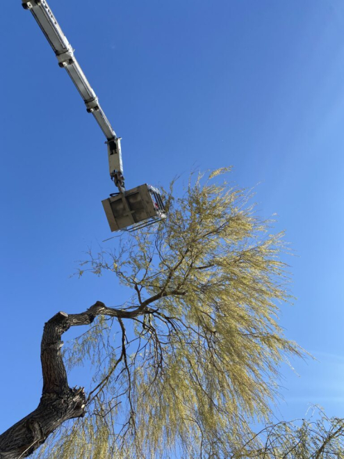 Kosaras Fakivágás Tatabánya