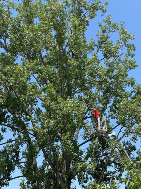 Kosaras favágás a 15. kerületben