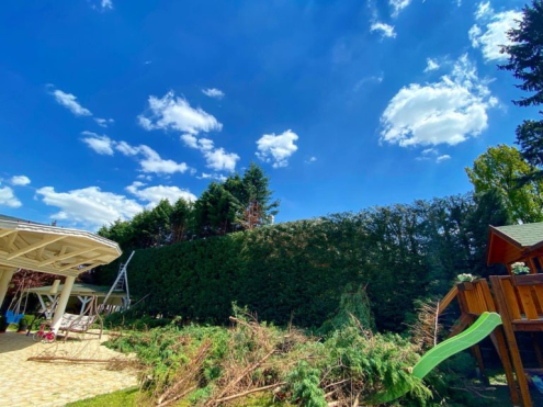 Leyland sövény visszavágása Budapest