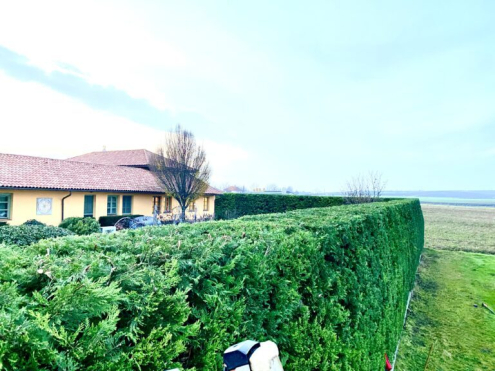 Leyland sövénynyírás