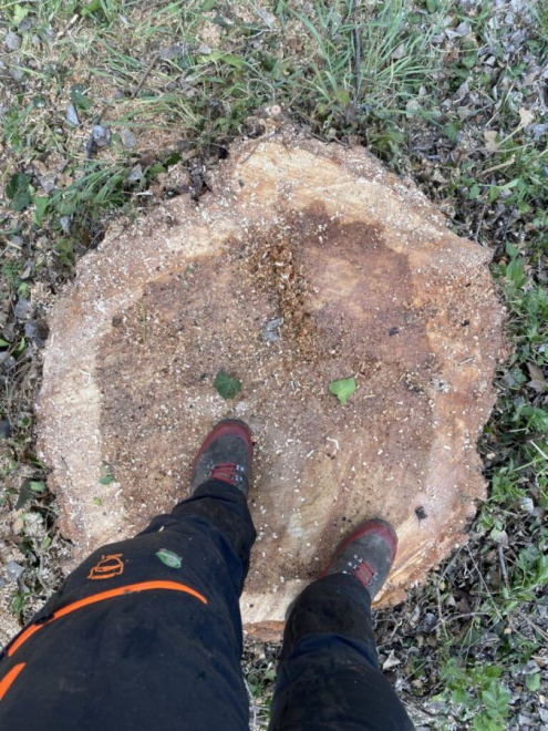 Óriás nyárfa kivágása