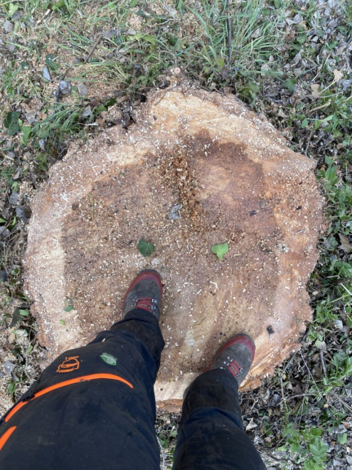 Óriás nyárfa kivágása Zugló