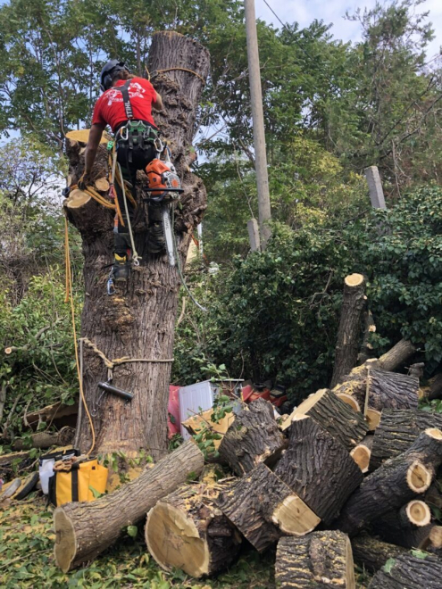 Fakivágás Páty