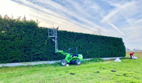 Sövénynyírás Tatabánya