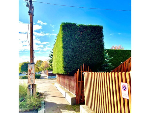 Sövénynyírás (3)