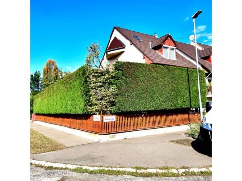 Sövénynyírás Budapest