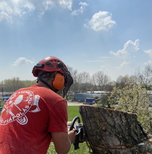 Veszélyes fakivágás 14. kerület