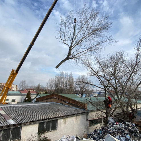 Veszélyes fakivágás