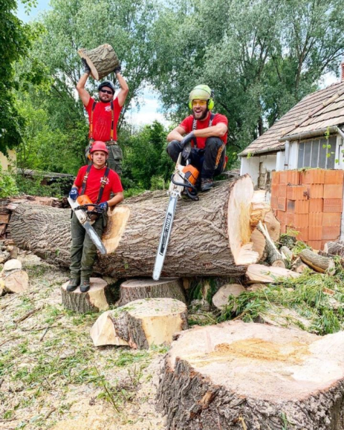 Veszélyes fakivágás Alcsútdobozon