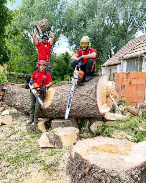 Veszélyes Fakivágás Alcsútdoboz