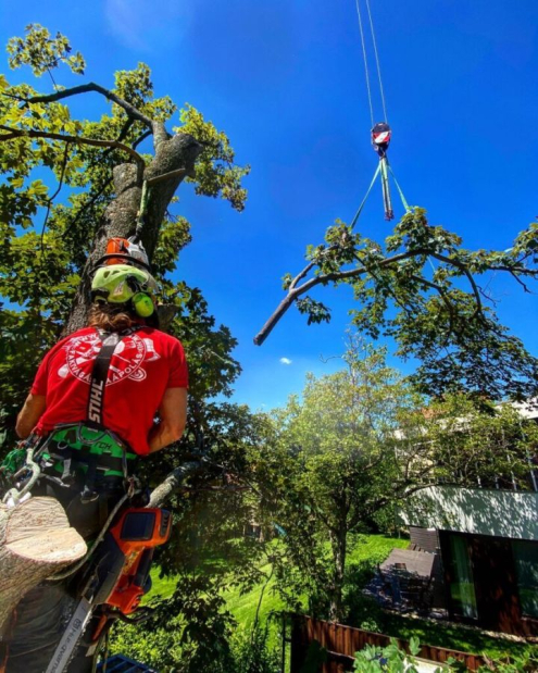 Budafoki fakivágás