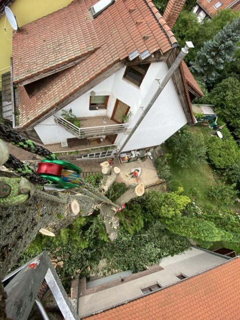 Veszélyes fakivágás Budapest 2. kerület