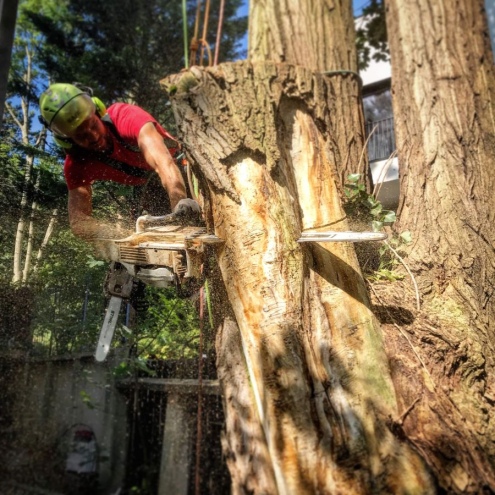 Veszélyes fa kivágása Budapesten