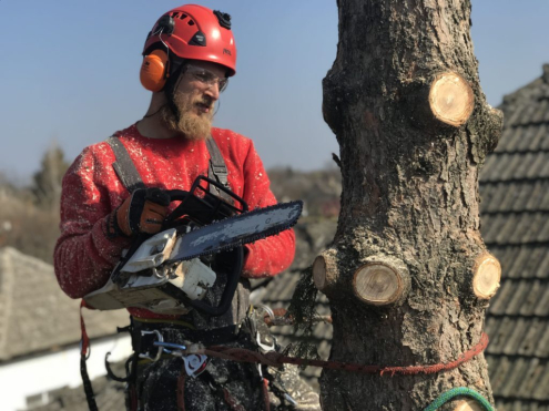 Veszélyes fakivágás Dunakeszi