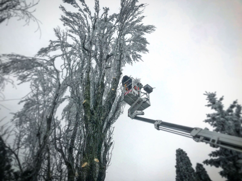 Veszélyes Fakivágás Érd