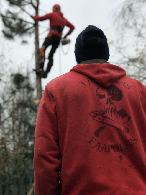 Veszélyes fakivágás Érd