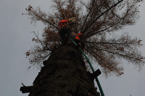Veszélyes fakivágás Gyermely