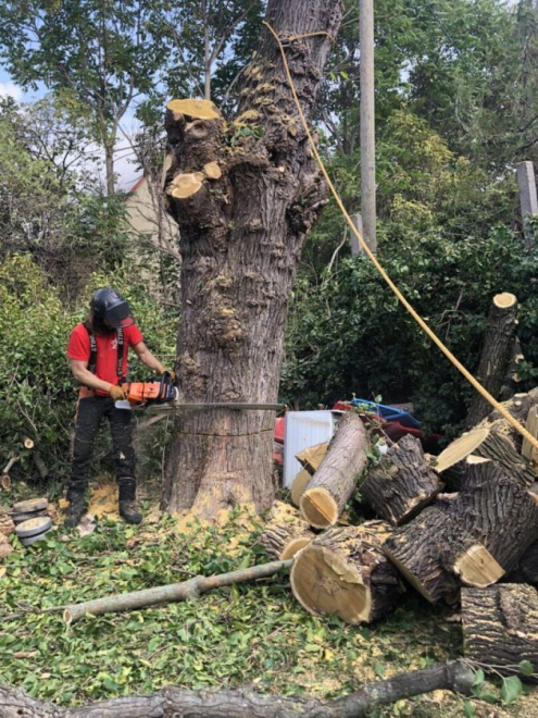 Veszélyes fakivágás Páty