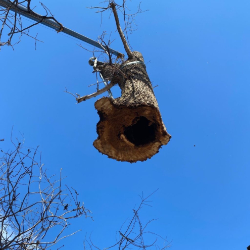 Veszélyes Fakivágás Székesfehérvár