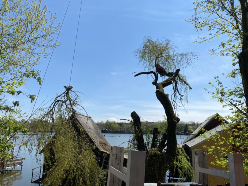 Veszélyes Fakivágás Tatabánya