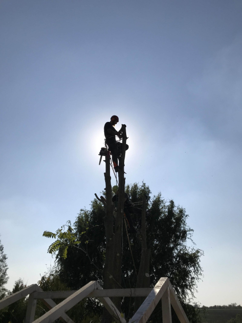 Veszélyes fakivágás Telki