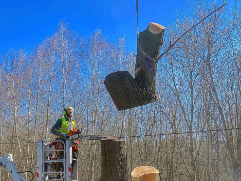 Alsónémedi fakivágás