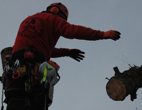 Beteg fa kivágása Gyermelyen
