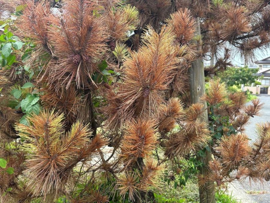 Kiszáradt fenyő - mi áll a fenyőpusztulás hátterében?