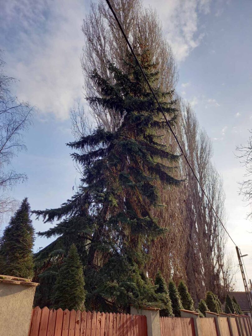 Megdőlt fenyő