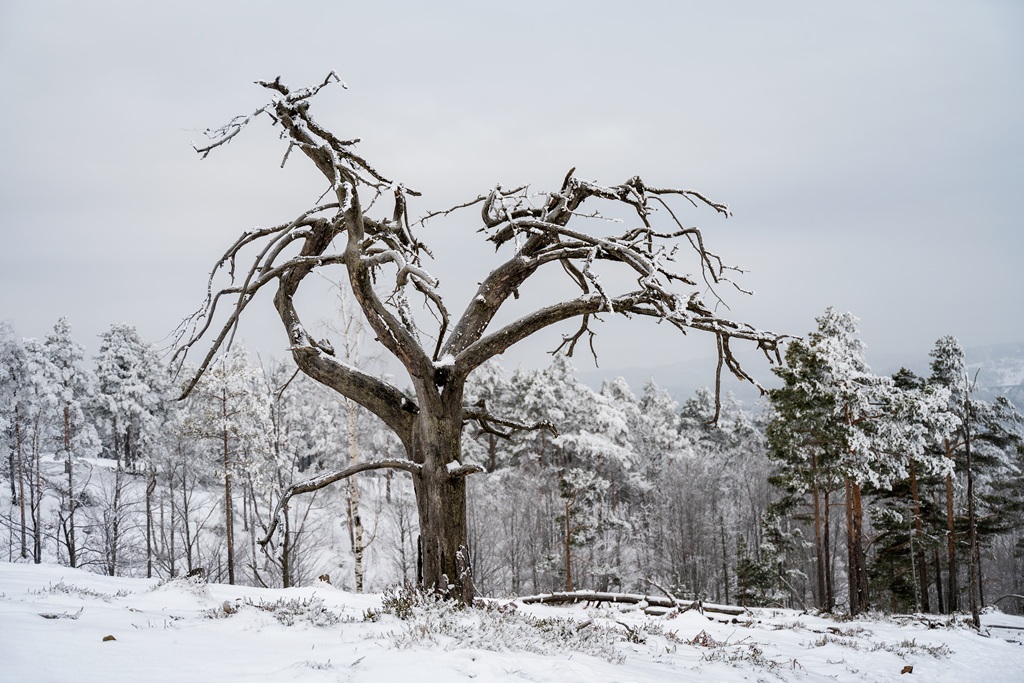 Miért olcsóbb a fakivágás télen? "szakmai titkok" amit kevesen mondanak el!